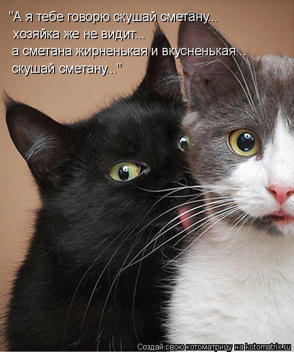 Котоматрица: "А я тебе говорю скушай сметану... хозяйка же не видит... а сметана жирненькая и вкусненькая... скушай сметану..."