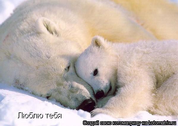 Котоматрица: Люблю тебя