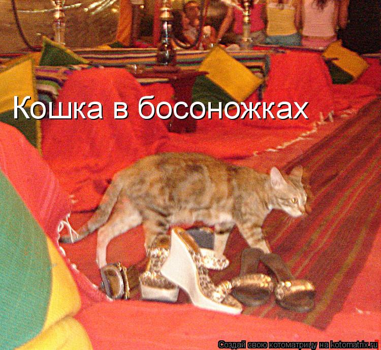 Котоматрица: Кошка в босоножках