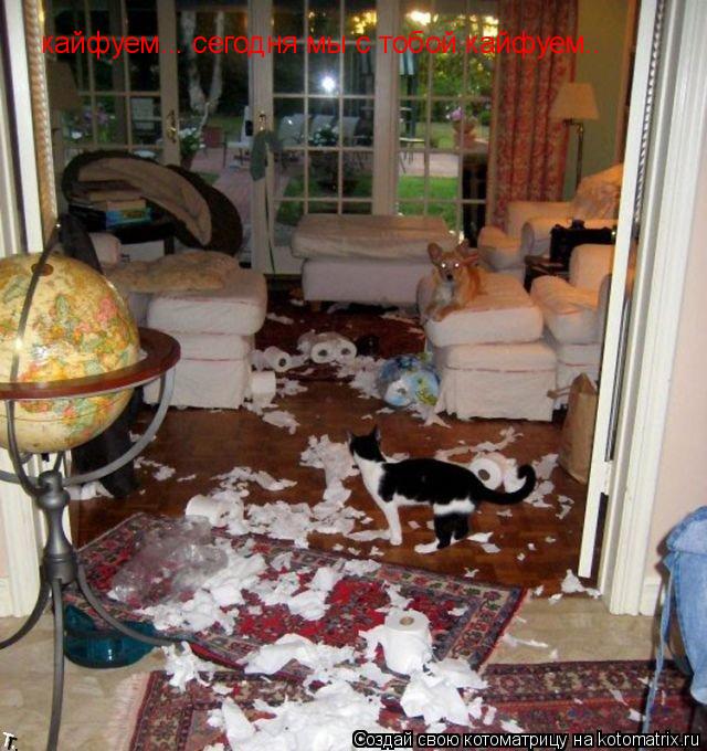 Котоматрица: кайфуем... сегодня мы с тобой кайфуем..