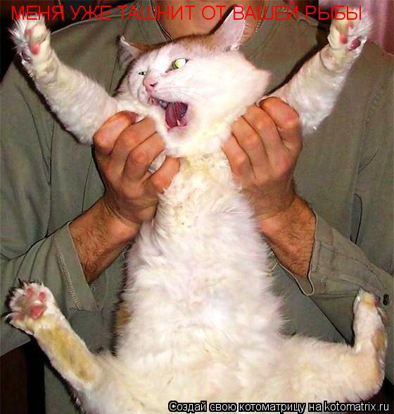 Котоматрица: МЕНЯ УЖЕ ТАШНИТ ОТ ВАШЕЙ РЫБЫ