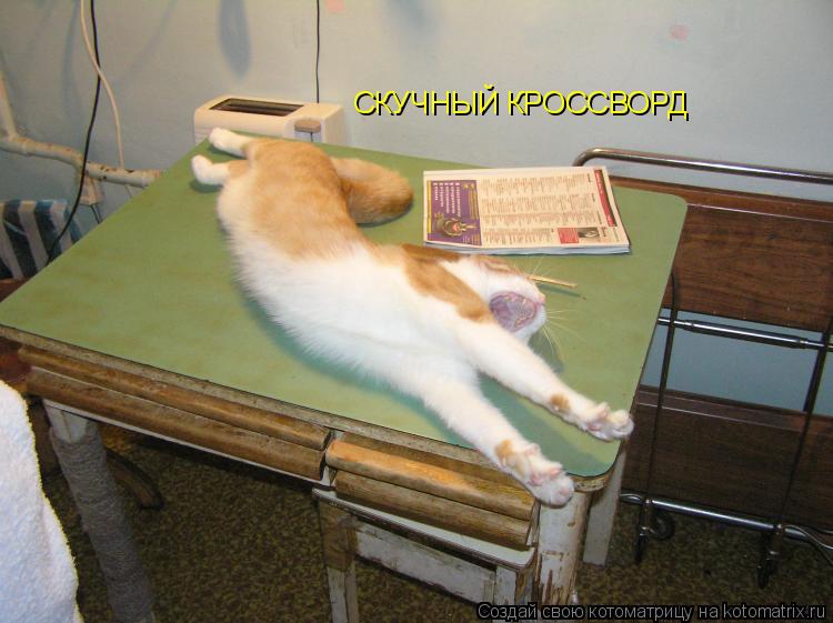 Котоматрица: СКУЧНЫЙ КРОССВОРД