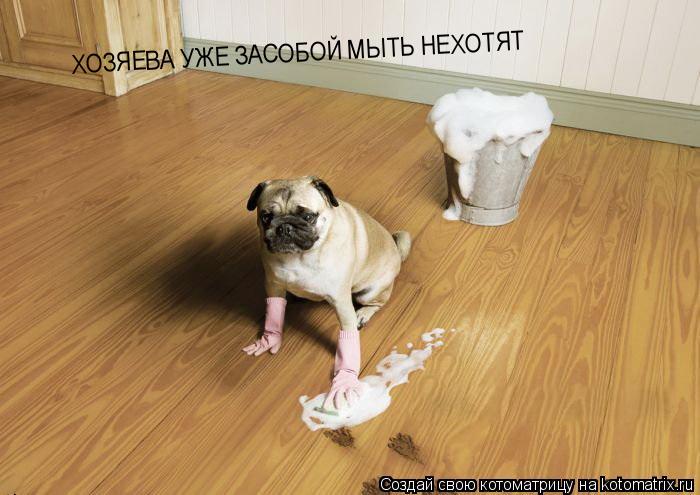 Котоматрица: ХОЗЯЕВА УЖЕ ЗАСОБОЙ МЫТЬ НЕХОТЯТ