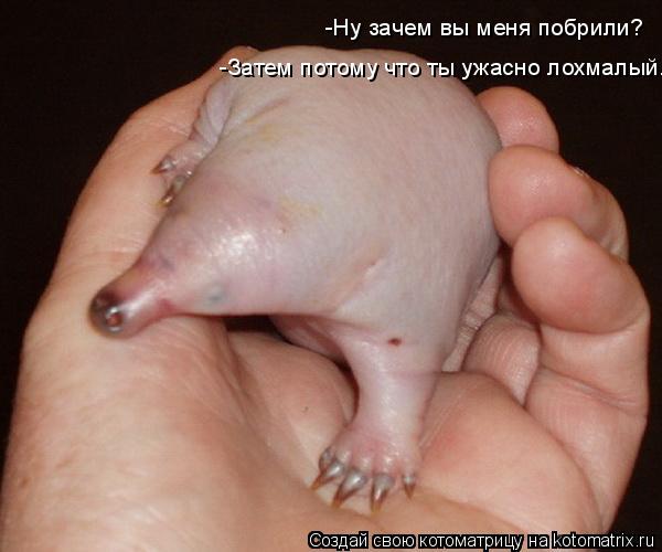 Котоматрица: -Ну зачем вы меня побрили? -Затем потому что ты ужасно лохмалый.