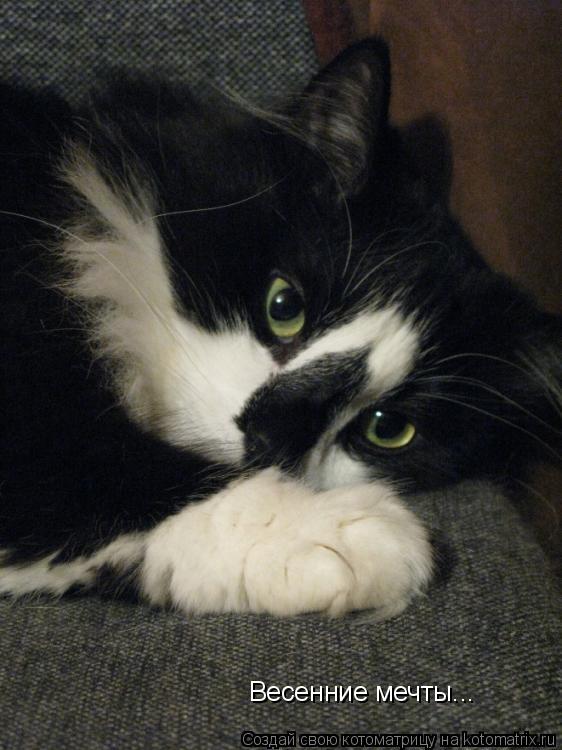 Котоматрица: Весенние мечты...