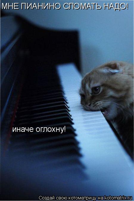 МНЕ ПИАНИНО СЛОМАТЬ НАДО! иначе оглохну!... Котоматрица: МНЕ ПИАНИНО СЛОМАТЬ НАДО! иначе оглохну!