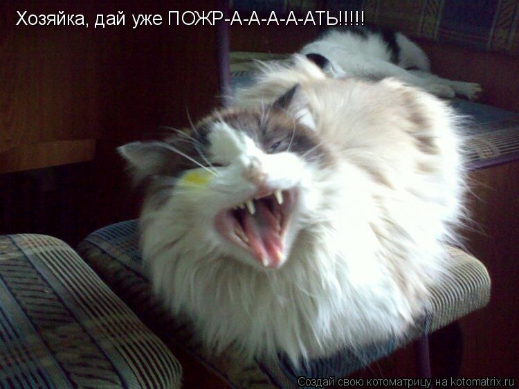 Хозяйка, дай уже ПОЖР-А-А-А-А-АТЬ!!!!!... Котоматрица: Хозяйка, дай уже ПОЖР-А-А-А-А-АТЬ!!!!!