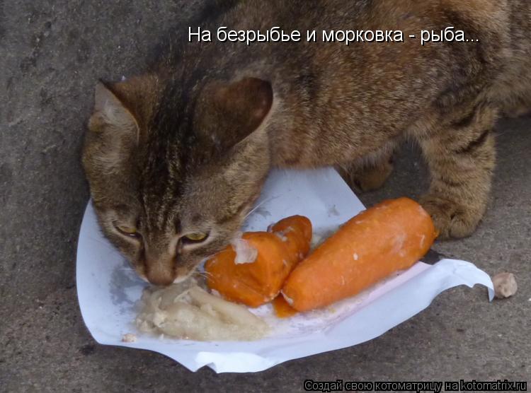 На безрыбье и морковка - рыба...... Котоматрица: На безрыбье и морковка - рыба...