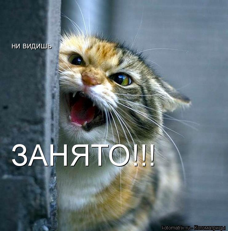 ни видишь ЗАНЯТО!!!... Котоматрица: ни видишь ЗАНЯТО!!!