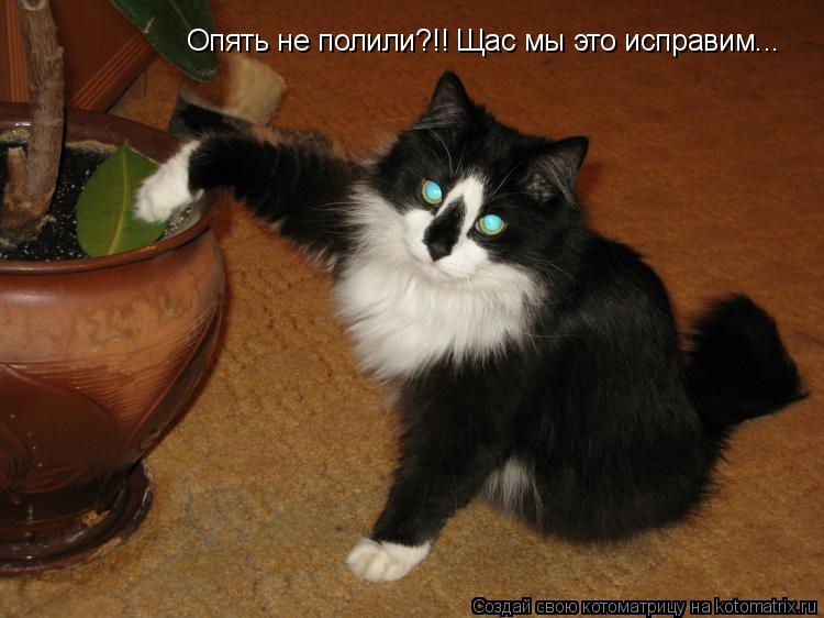 Опять не полили?!! Щас мы это исправим...... Котоматрица: Опять не полили?!! Щас мы это исправим...