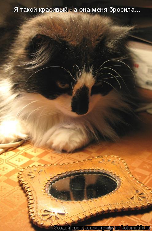 Я такой красивый - а она меня бросила...... Котоматрица: Я такой красивый - а она меня бросила...