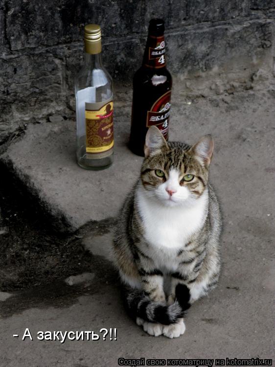 - А закусить?!!... Котоматрица: - А закусить?!!