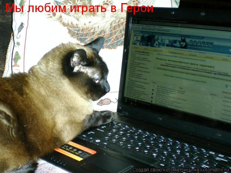 Мы любим играть в Герои... Котоматрица: Мы любим играть в Герои