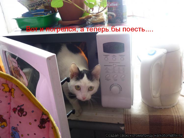 Вот и погрелся, а теперь бы поесть....... Котоматрица: Вот и погрелся, а теперь бы поесть....