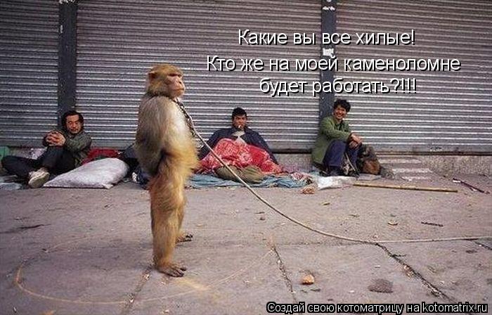 Какие вы все хилые! Кто же на моей каменоломне будет работать?!!!... Котоматрица: Какие вы все хилые! Кто же на моей каменоломне будет работать?!!!
