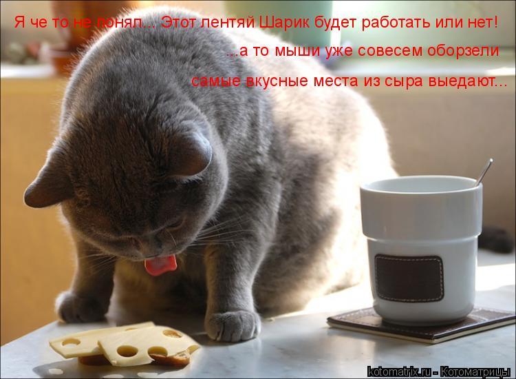 Я че то не понял... Этот лентяй Шарик будет работать или нет! ...а то мыши уже совесем оборзели самые... Котоматрица: Я че то не понял... Этот лентяй Шарик будет работать или нет! ...а то мыши уже совесем оборзели самые вкусные места из сыра выедают...