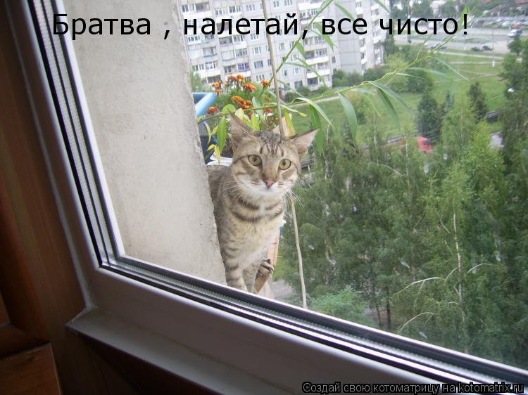 Братва , налетай, все чисто!... Котоматрица: Братва , налетай, все чисто!
