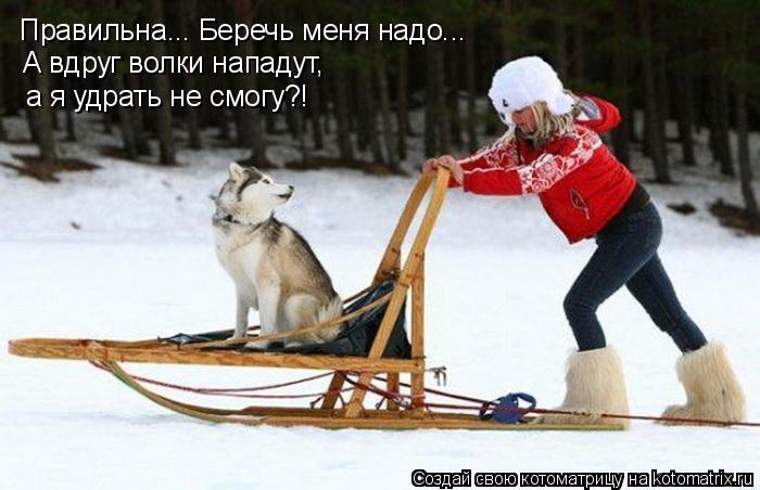 Правильна... Беречь меня надо... А вдруг волки нападут, а я удрать не смогу?!... Котоматрица: Правильна... Беречь меня надо... А вдруг волки нападут, а я удрать не смогу?!