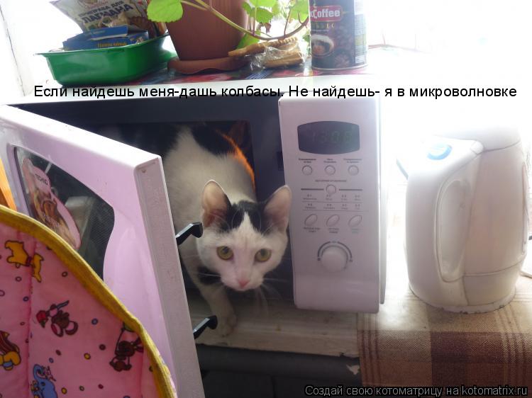 Если найдешь меня-дашь колбасы. Не найдешь- я в микроволновке... Котоматрица: Если найдешь меня-дашь колбасы. Не найдешь- я в микроволновке