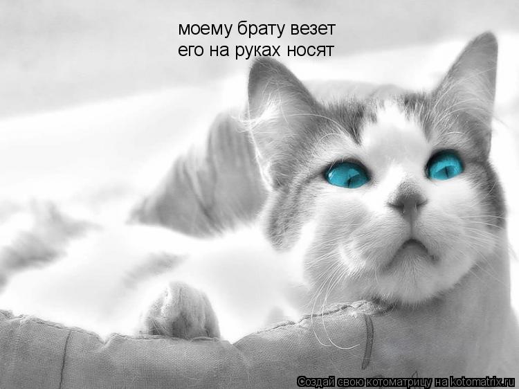 моему брату везет его на руках носят... Котоматрица: моему брату везет его на руках носят
