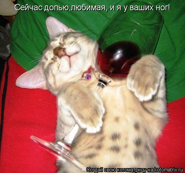 Сейчас допью,любимая, и я у ваших ног!... Котоматрица: Сейчас допью,любимая, и я у ваших ног!