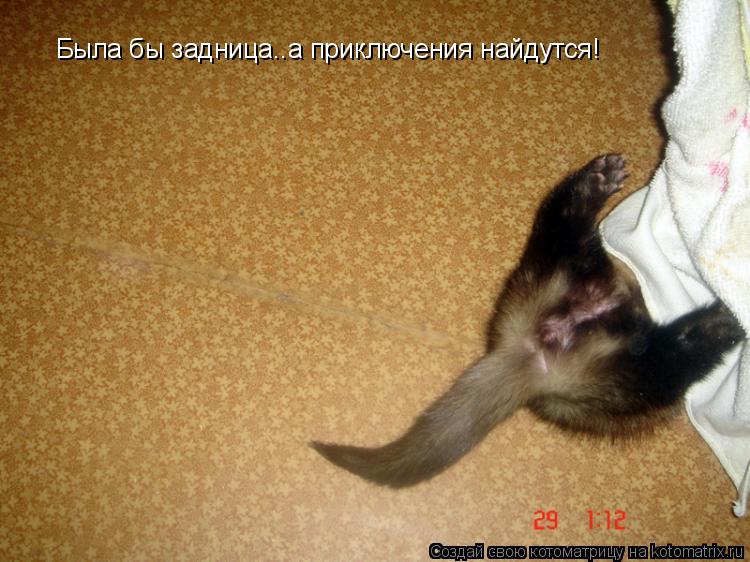 Была бы задница..а приключения найдутся!... Котоматрица: Была бы задница..а приключения найдутся!