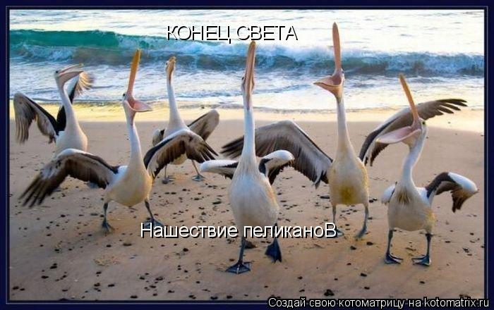 КОНЕЦ СВЕТА Нашествие пеликаноВ... Котоматрица: КОНЕЦ СВЕТА Нашествие пеликаноВ