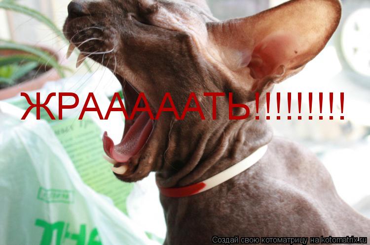 ЖРАААААТЬ!!!!!!!!!... Котоматрица: ЖРАААААТЬ!!!!!!!!!