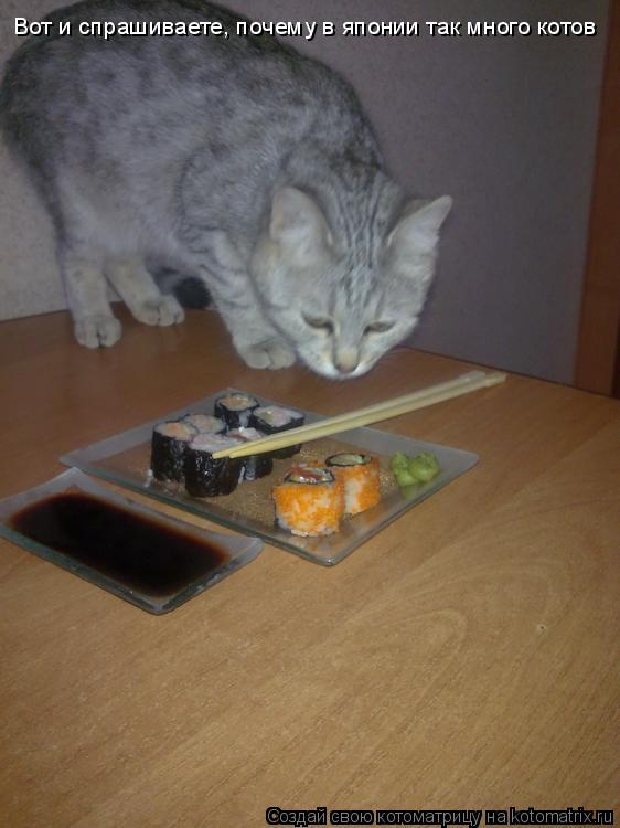 Вот и спрашиваете, почему в японии так много котов... Котоматрица: Вот и спрашиваете, почему в японии так много котов