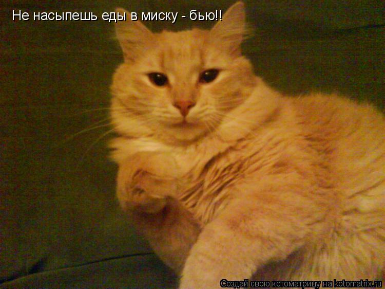 Не насыпешь еды в миску - бью!!... Котоматрица: Не насыпешь еды в миску - бью!!