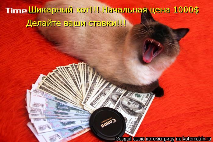 Котоматрица: Шикарный кот!!! Начальная цена 1000$ Делайте ваши ставки!!!