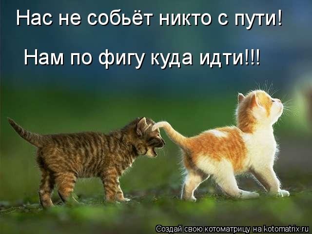 Котоматрица: Нас не собьёт никто с пути! Нам по фигу куда идти!!!