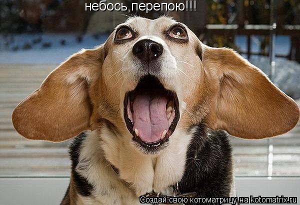 Котоматрица: небось,перепою!!!