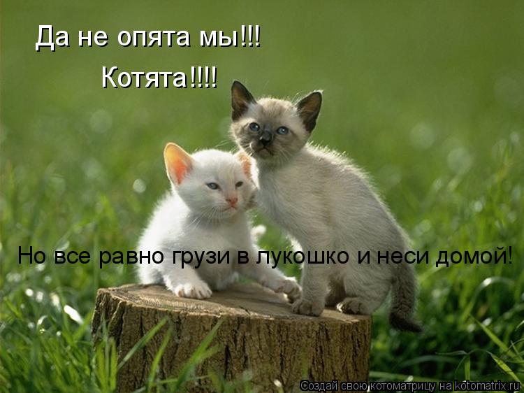 Котоматрица: Да не опята мы!!! Котята!!!! Но все равно грузи в лукошко и неси домой!