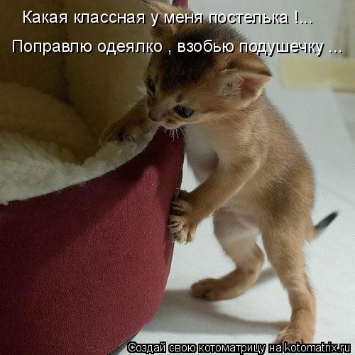 Котоматрица: Какая классная у меня постелька !... Поправлю одеялко , взобью подушечку ...