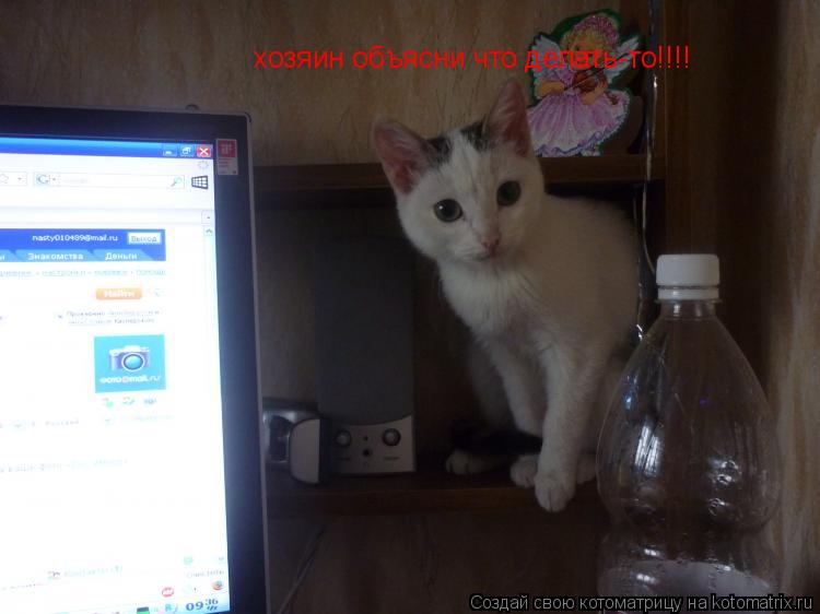 Котоматрица: хозяин объясни что делать-то!!!!