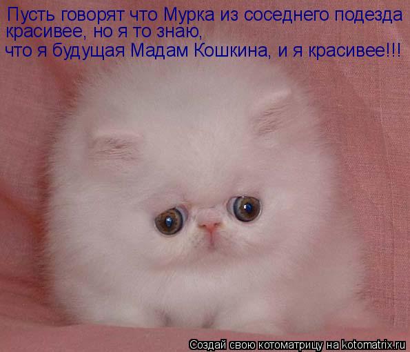 Котоматрица: Пусть говорят что Мурка из соседнего подезда красивее, но я то знаю, что я будущая Мадам Кошкина, и я красивее!!!