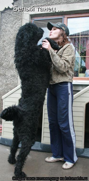 Котоматрица: Белый танец ...