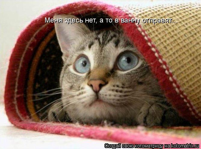 Котоматрица: Меня здесь нет, а то в ванну отправят...