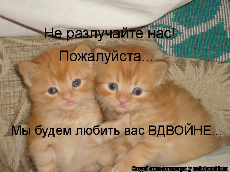 Котоматрица: Не разлучайте нас! Пожалуйста... Мы будем любить вас ВДВОЙНЕ...