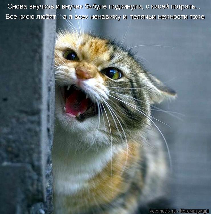 Котоматрица: Снова внучков и внучек бабуле подкинули, с кисей пограть... Все кисю любят... а я всех ненавижу и  телячьи нежности тоже