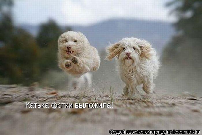Котоматрица: Катька фотки выложила!
