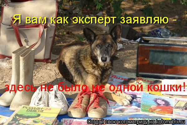 Котоматрица: Я вам как эксперт заявляю -  здесь не было не одной кошки!