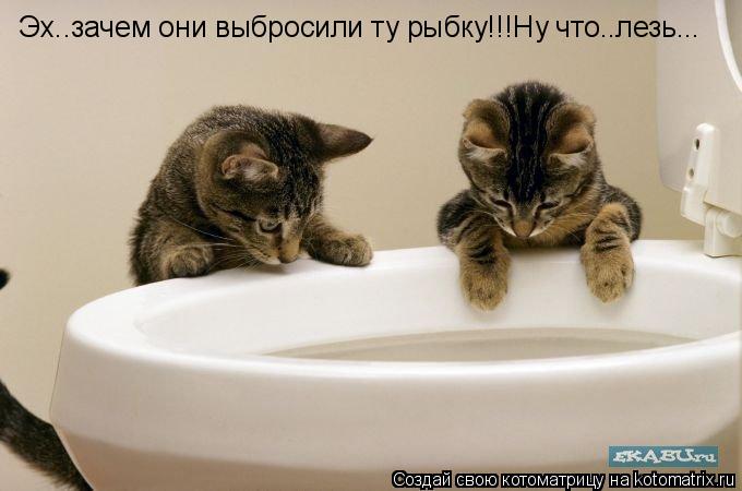 Котоматрица: Эх..зачем они выбросили ту рыбку!!!Ну что..лезь...