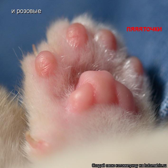 Котоматрица: и розовые пяяяточки пяяяточки