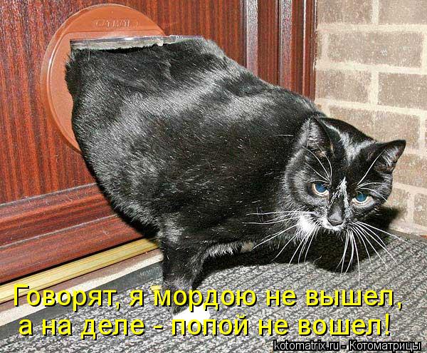 Котоматрица: а на деле - попой не вошел! Говорят, я мордою не вышел,