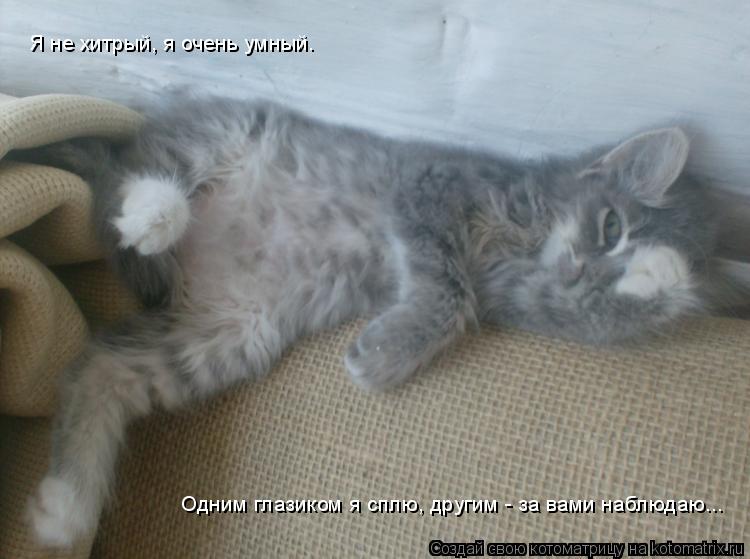 Котоматрица: Я не хитрый, я очень умный. Одним глазиком я сплю, другим - за вами наблюдаю...
