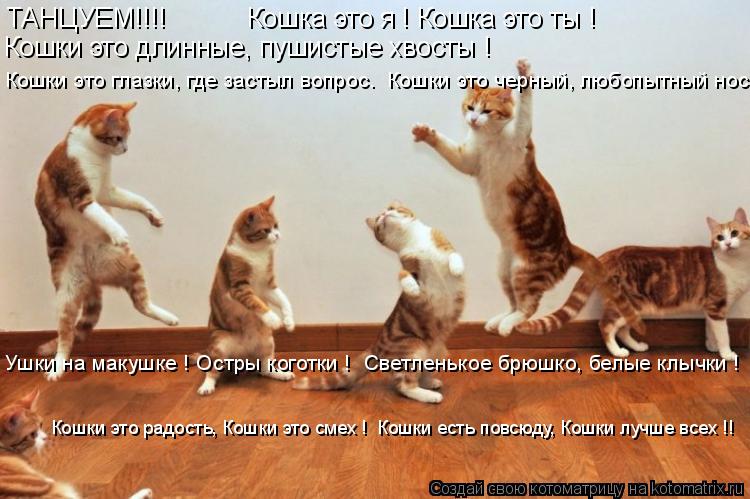 Котоматрица: ТАНЦУЕМ!!!!           Кошка это я ! Кошка это ты ! Кошки это длинные, пушистые хвосты ! Кошки это глазки, где застыл вопрос.  Кошки это черный, любопы