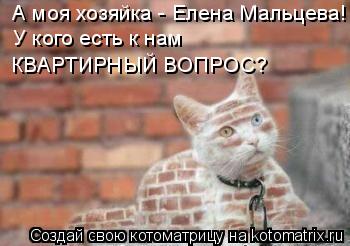 Котоматрица: А моя хозяйка - Елена Мальцева! У кого есть к нам КВАРТИРНЫЙ ВОПРОС?