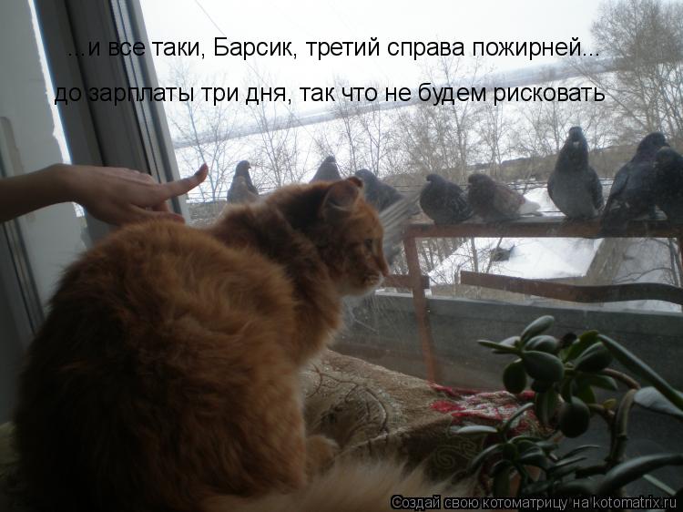 Котоматрица: ...и все таки, Барсик, третий справа пожирней... до зарплаты три дня, так что не будем рисковать